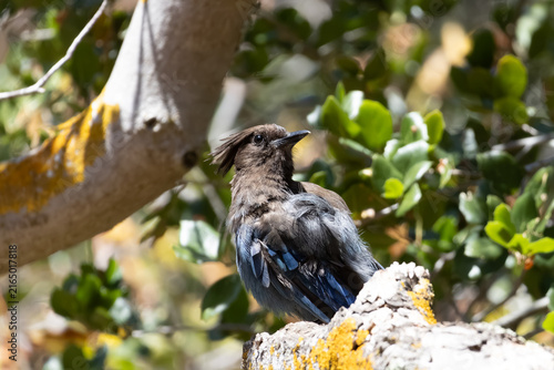 Fotografie Steller's jay standing on a branch
