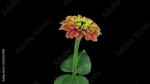 Time lapse of opening and dying orange Zinnia flower isolated on black background