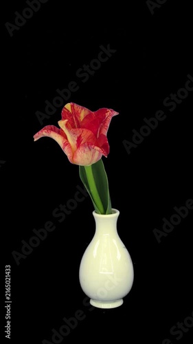 Time lapse of opening red tulip in a vase with ALPHA transparency channel isolated on black background, vertical orientation