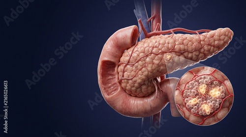 Human Pancreas and Duodenum Anatomy with Microscopic Islets of Langerhans Medical 3D Illustration