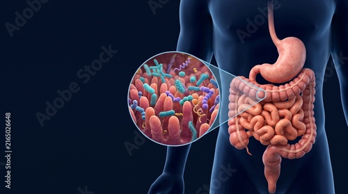 Human Digestive System Anatomy with Microbiome Microscopic Magnification View for Medical Science Educational Illustration