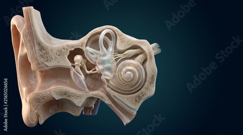 3D illustration of human ear anatomy showing outer ear canal eardrum cochlea and semicircular canals