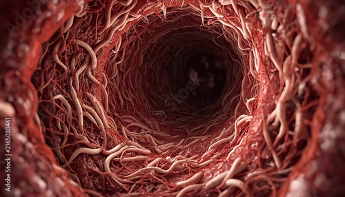 Roundworm parasites in the human intestine. Ascariasis. Diseases of the human digestive system. 3d rendering (2)