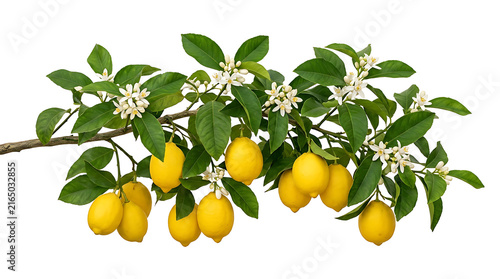 Lemon tree branch with ripe yellow fruit and white blossoms