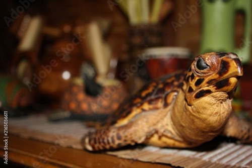 Obraz na płótnie Dead sea turtles are turned into ornaments, showcasing the magnificence of God's creation