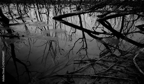Фотография Dead tree in degraded mangrove forest