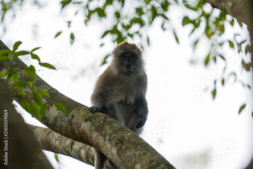 Photography Gray-faced monkey perches on tree branch