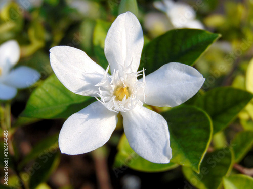 Konstfotografi Close-up of a white star-shaped flower with delicate fringed center, surrounded