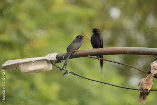 Black Drongo mother and juvenile