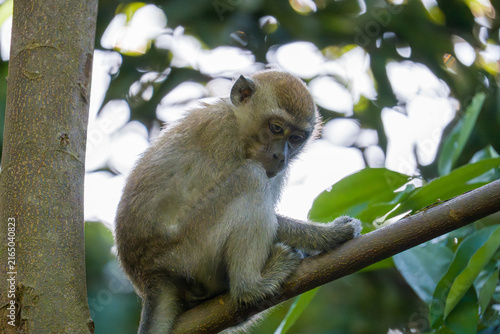 Canvas Print Young monkey perches on a tree branch
