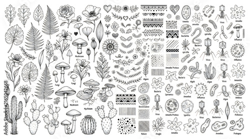Collection of various cactus and succulent plants in black and white vector illustration