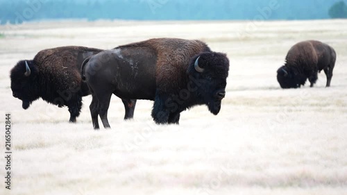 American Bison (Bison bison) Bull grunting during the July breeding period, a bachelor group of males at sunset. Black Hills of South Dakota.