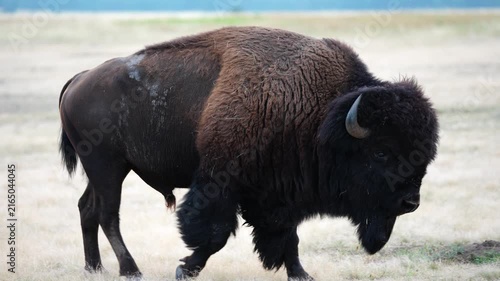 American Bison (Bison bison) Bull angry, pawing at the ground ,roaring and grunting and protecting his herd during the July breeding period, territorial rutting behavior in South Dakota.