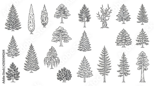 Set of different green trees and pine cones illustration