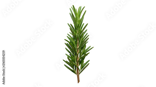 Fresh green rosemary sprig, aromatic herb for cooking and garnishing. Vibrant culinary ingredient, isolated on white for versatile design.