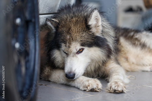 Close-up of Siberian Husky a wet fluffy dog with calm expression