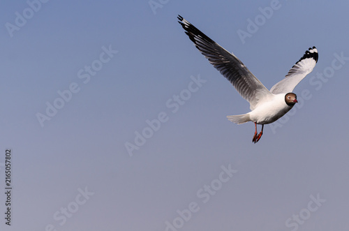 A seagull soaring through a clear blue sky with fully extended wings, capturing freedom, graceful flight, and the beauty of coastal wildlife