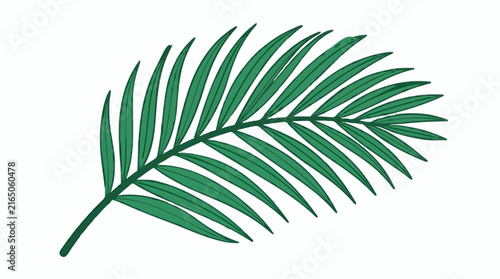 palm leaf isolated on white
