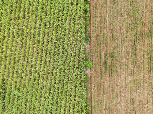 Top down drone aerial view of sugarcane plantation with green crop rows and agricultural pattern