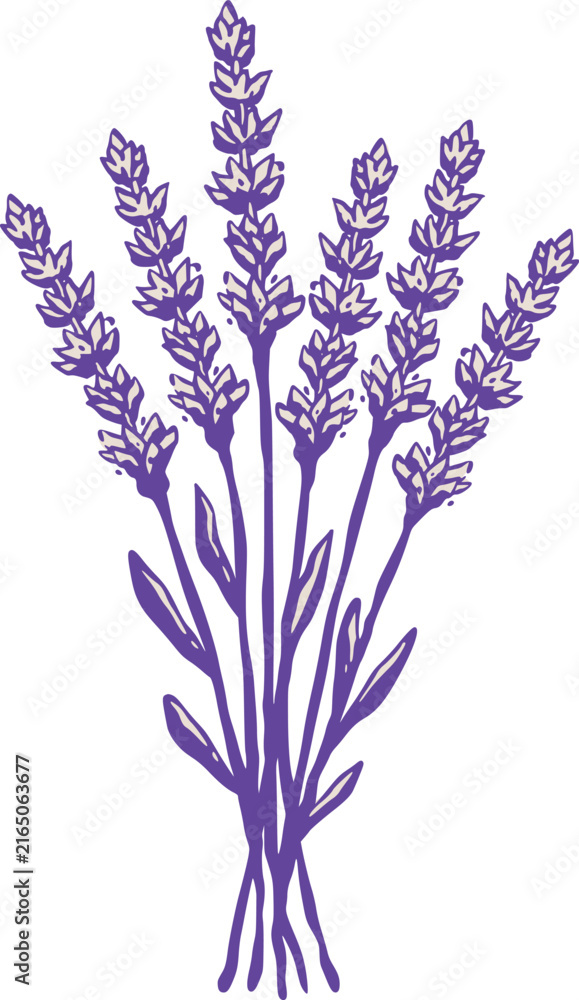 Obraz premium Stylized purple lavender bouquet with slender tied stems