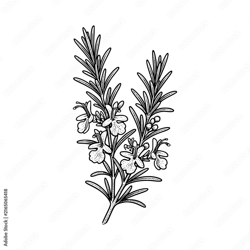 Fototapeta premium Hand drawn illustration of a rosemary sprig with delicate flowers and leaves.