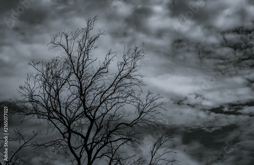 Foto Silhouette dead tree on dark dramatic sky and white clouds background for death and peace