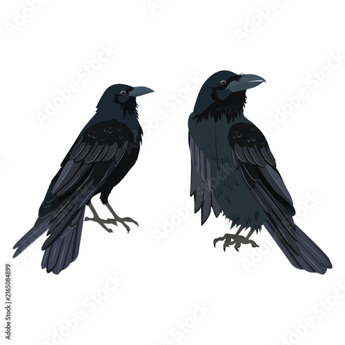 Realistic set of crows, isolated on a white background, designed as a template for web design, logos, icons, and emblems.