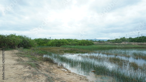 Tropical Wetland Landscape with Rice Fields in Thailand