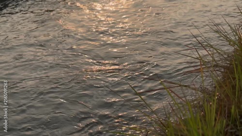 Close-up of a peaceful flowing river with golden sunlight reflections and rippling water. Green grass on the riverbank. Serene nature video background.