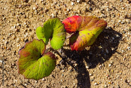 Bild auf Leinwand Colt's foot leaves showing vibrant red and green autumn colors growing on a dry