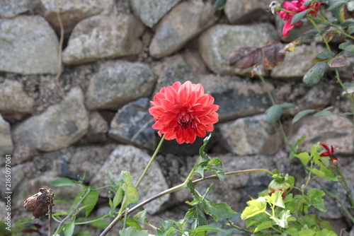Canvastavla Beautiful Dahlia flower bud making scenary, best for wallpapers and displays