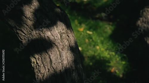 Moss-covered spring water with a thick tree trunk illuminated by strong sunlight