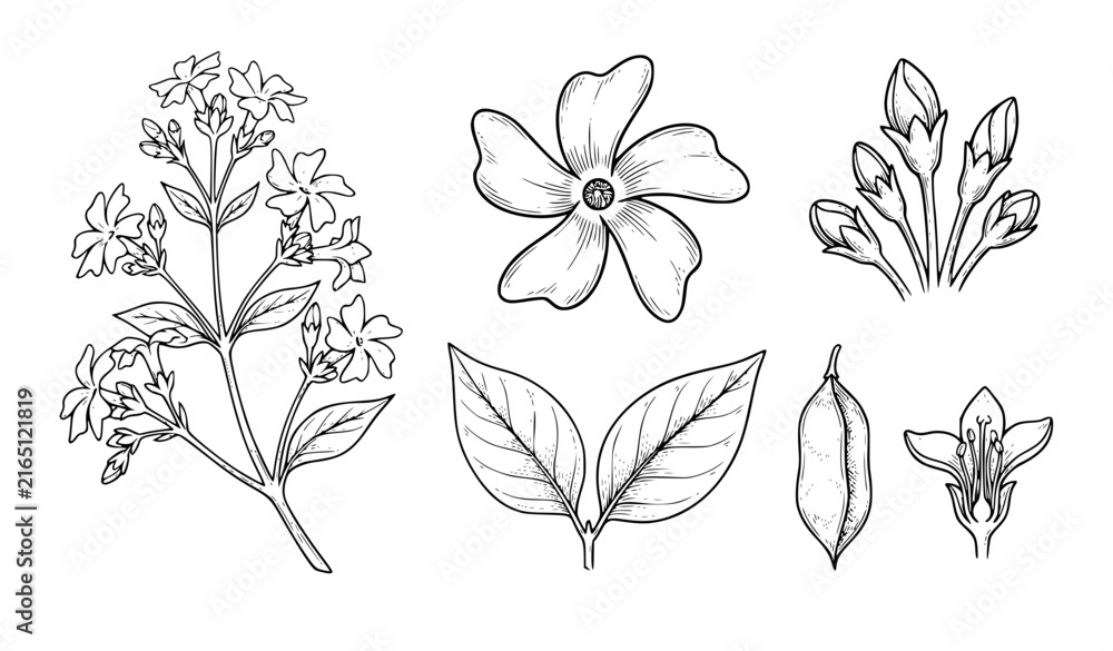 Fototapeta premium Nyctanthes Arbor Tristis Parijat Medicinal Plant Scientific Vector Drawing