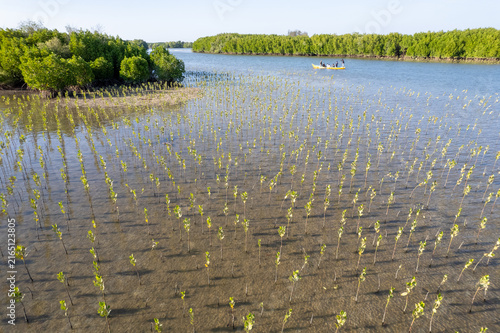 Obraz na płótnie Newly planted mangrove tree, Mangrove Forest, Nature Background, Saligrama mongr