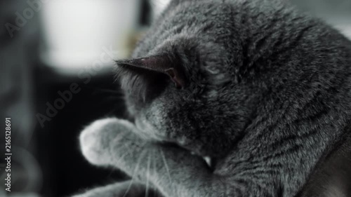 Close-up of a gray domestic cat licking its paw and cleaning itself at home. Natural feline grooming, hygiene and pet behavior.