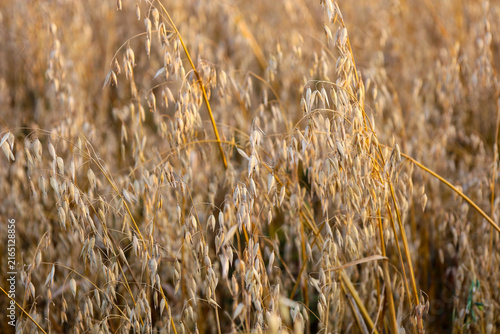 Konstfotografi Ripe oats fill with gold under the warm evening sun