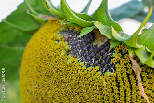 Close-up of a ripening sunflower head revealing dark mature seeds beneath yellow florets. Green bracts frame the sunflower, illustrating the crop ripening process.