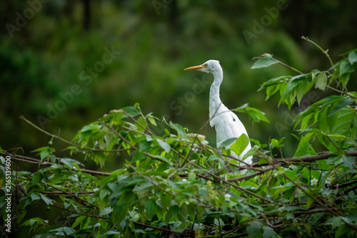 Cuadro en lienzo Beautiful white Bubulcus ibis or cattle egret in its natural habitat