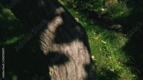 Moss-covered spring water with a thick tree trunk illuminated by strong sunlight