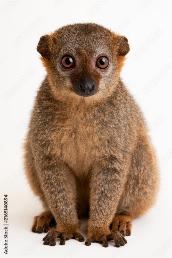 Naklejka premium Cute Lemur Portrait: A charming lemur with wide, expressive eyes and soft, brown fur sits patiently, its gaze fixed directly at the viewer, exuding an innocent and captivating presence.