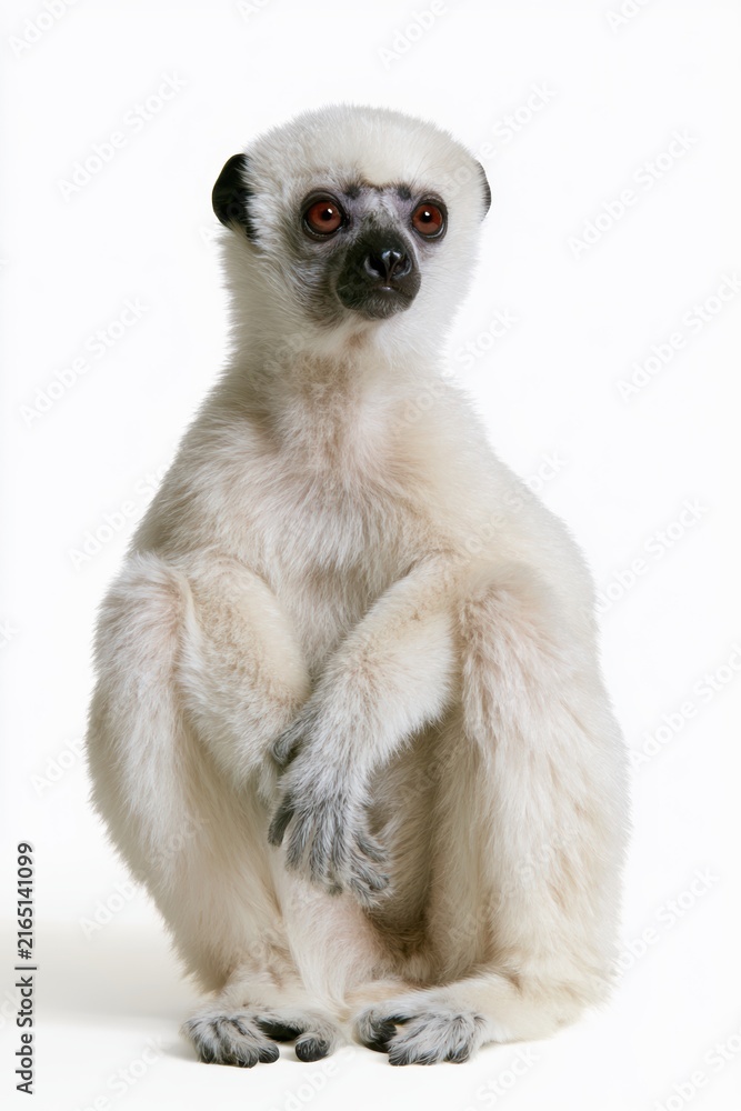 Naklejka premium Indri Lemur Portrait: A stark white background showcases a rare Indri lemur, a primate known for its striking black-and-white markings and endearing, curious gaze.