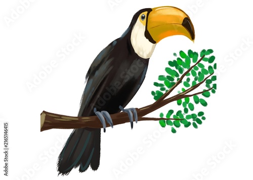 toucan on a branch
