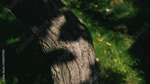 Moss-covered spring water with a thick tree trunk illuminated by strong sunlight