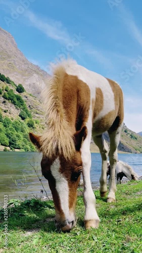 Pony grazing peacefully by mountain lake with green hills, vertical footage