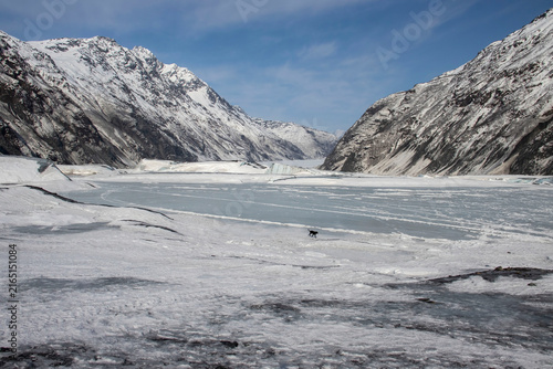 Dog running on iced over lake in Alaska