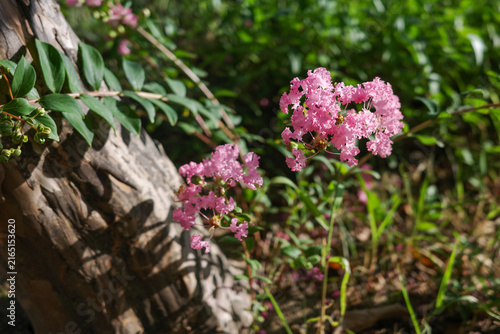 Foto Pink crape myrtle flowers blooming next to tree trunk