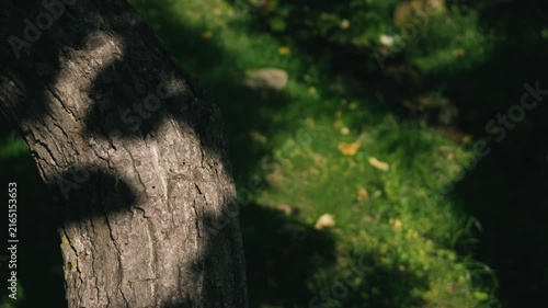 Moss-covered spring water with a thick tree trunk illuminated by strong sunlight