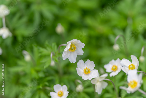 Obraz na plátně Closeup anemone with soft bokeh, florist sketches petal contours and stamen deta