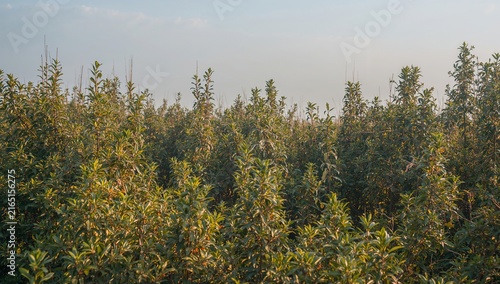 Lush green shrubs illuminated by soft sunlight during early morning with mist in the background