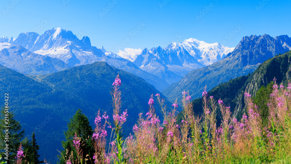 Naklejka premium Pink wildflowers blooming with snowy mont blanc mountain peaks in background
